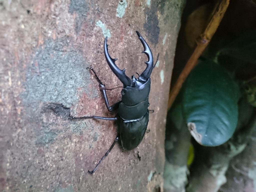 Appartamento Kaeruya Nakijin Esterno foto